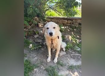 OSKAR ❤ EILIG! sucht Zuhause oder Pflegestelle