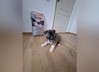 Timi, kleiner Hundemann sucht seine Menschen