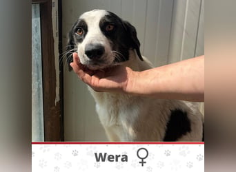 WERA ❤ SEHR EILIG! sucht Zuhause oder Pflegestelle