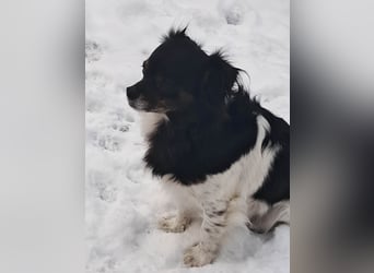 Maya, zauberhafte Hündin sucht Gesellschaft