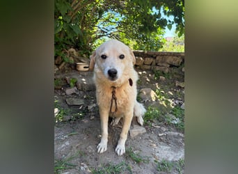 OSKAR ❤ EILIG! sucht Zuhause oder Pflegestelle