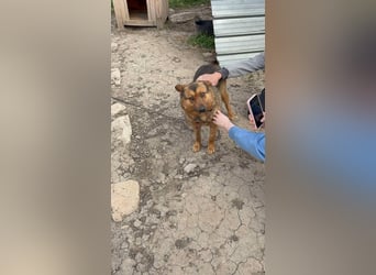 ALI ❤ EILIG! sucht Zuhause oder Pflegestelle