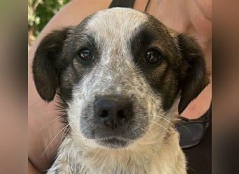 Ani, kleines Hundemädchen sucht ihre Menschen