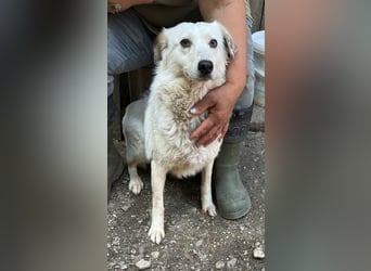 Vilu, zarte Schönheit sucht ihre Menschen