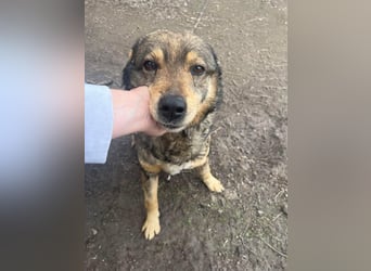 DIMITRI ❤ EILIG! sucht Zuhause oder Pflegestelle