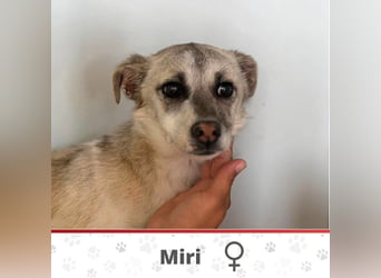 MIRI ❤ EILIG! sucht Zuhause oder Pflegestelle