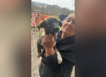 Alleen, kleine Schönheit sucht liebevolles Zuhause