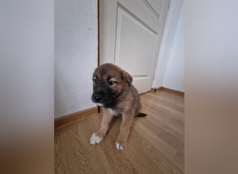 Tomi, kleiner Zwerg sucht sein passendes Körbchen