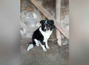 ASTRA❤ EILIG! sucht Zuhause oder Pflegestelle