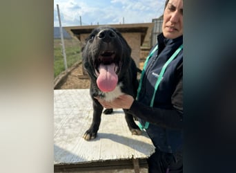 Wolle, lustiger Hundebub sucht sein Glück