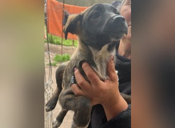 Ava, zauberhaftes Hundemädchen sucht ihre Menschen