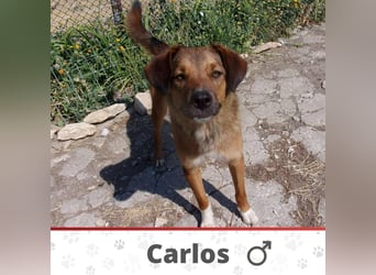 CARLOS ❤️ sucht Zuhause oder Pflegestelle