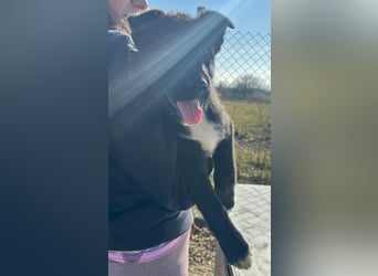 Wolle, lustiger Hundebub sucht sein Glück