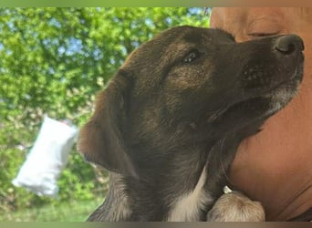 Alleen, kleine Schönheit sucht liebevolles Zuhause