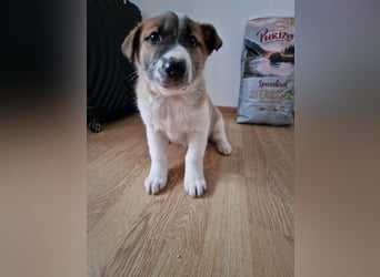 Tyler, kleiner Hundemann auf der Suche nach dem Glück