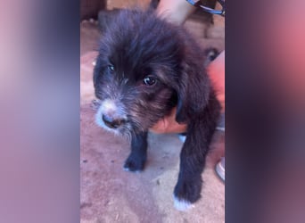 Dalia, Hundekind sucht Familienanschluß