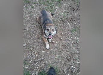 DORA ❤  sucht Zuhause oder Pflegestelle