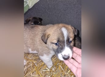 Tyler, kleiner Hundemann auf der Suche nach dem Glück