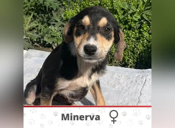 MINERVA ❤  wartet in 26676 Barßel auf Dich