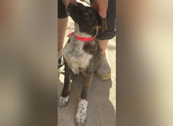 Ava, zauberhaftes Hundemädchen sucht ihre Menschen