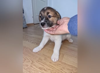 Titus sucht seine Menschen für immer