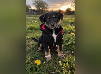 DENIRO ❤ EILIG! sucht Zuhause oder Pflegestelle