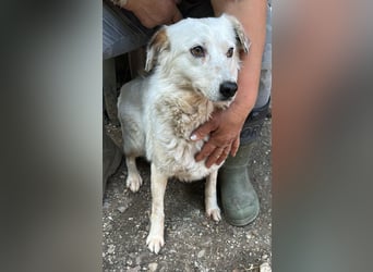 Vilu, zarte Schönheit sucht ihre Menschen