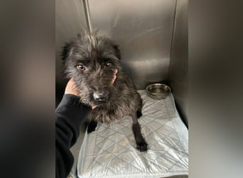 Xana, Hundemama sucht liebevolles Zuhause