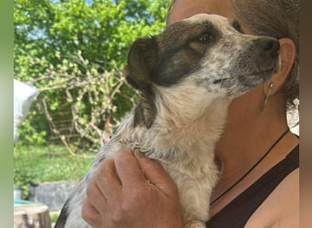 Ani, kleines Hundemädchen sucht ihre Menschen