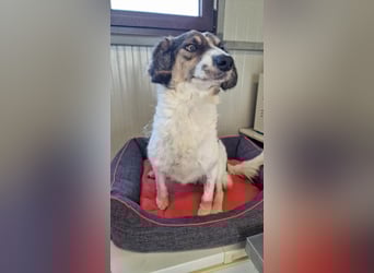 GERRY ❤ SEHR EILIG! sucht Zuhause oder Pflegestelle