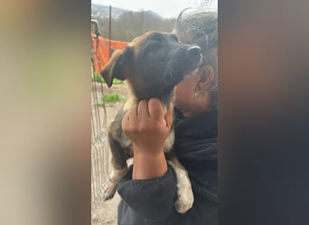 Alleen, kleine Schönheit sucht liebevolles Zuhause