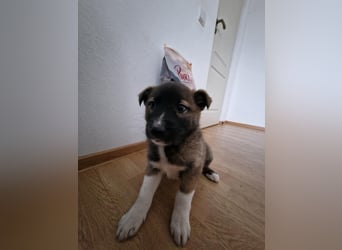 Timi, kleiner Hundemann sucht seine Menschen