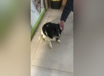 Maya, zauberhafte Hündin sucht Gesellschaft