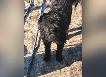 Milla, schwarzer Wuschel sucht Körbchen