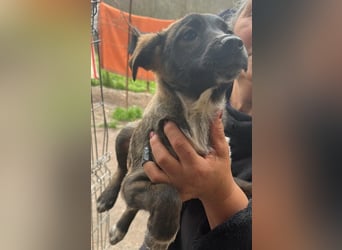 Ava, zauberhaftes Hundemädchen sucht ihre Menschen