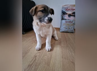 Tyler, kleiner Hundemann auf der Suche nach dem Glück