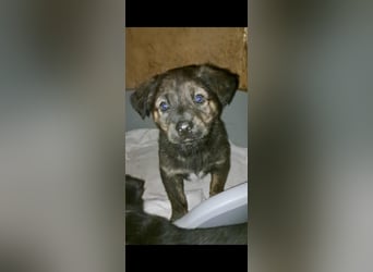 DENIS ❤ EILIG! sucht Zuhause oder Pflegestelle