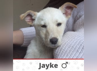 JAYKE ❤  sucht Zuhause oder Pflegestelle