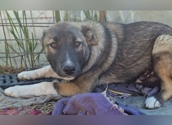 Timi, kleiner Hundemann sucht seine Menschen