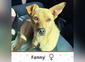 FANNY ❤  wartet in 22880 Wedel auf Dich