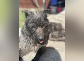 Xana, Hundemama sucht liebevolles Zuhause