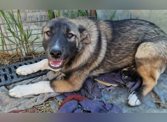 Timi, kleiner Hundemann sucht seine Menschen
