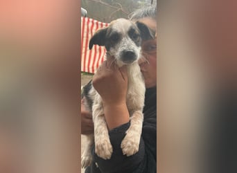 Ani, kleines Hundemädchen sucht ihre Menschen