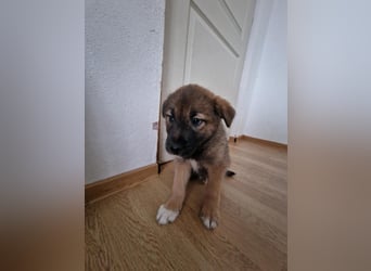 Tomi, kleiner Zwerg sucht sein passendes Körbchen