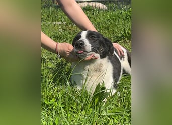 BEBA ❤ SEHR EILIG! sucht Zuhause oder Pflegestelle