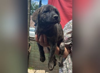 Coco, kleines Hundemädchen sucht Anschluß