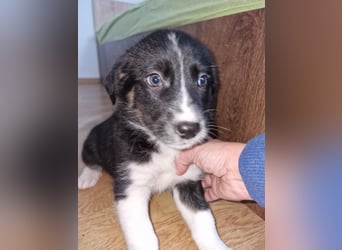 Toffy, kleines Hundemädchen sucht liebevolle Hände