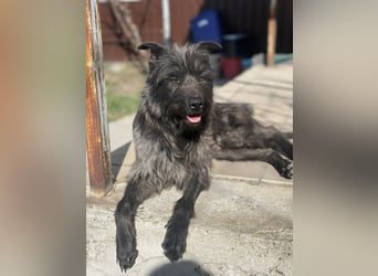 Xana, Hundemama sucht liebevolles Zuhause