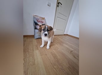 Tyler, kleiner Hundemann auf der Suche nach dem Glück