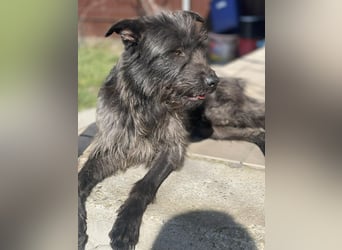 Xana, Hundemama sucht liebevolles Zuhause